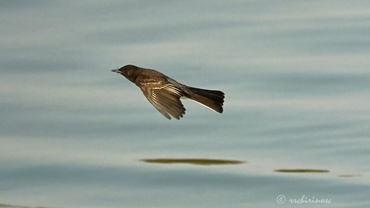 Black phoebe