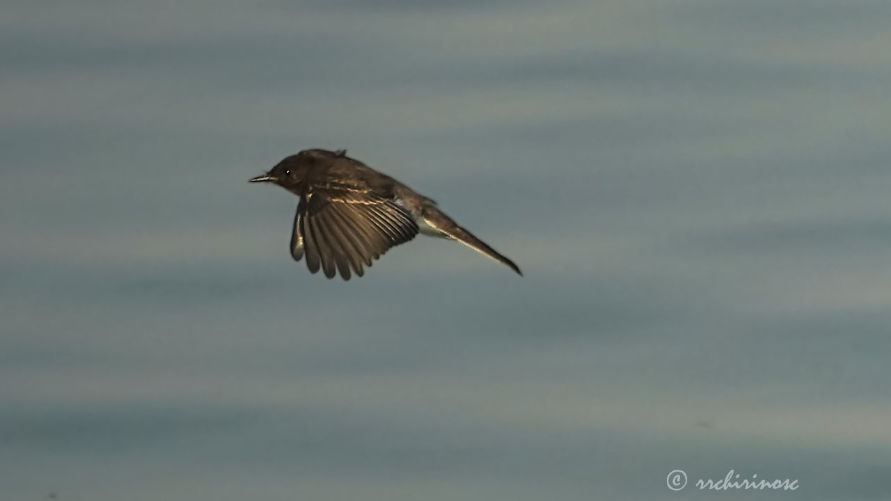 Black phoebe