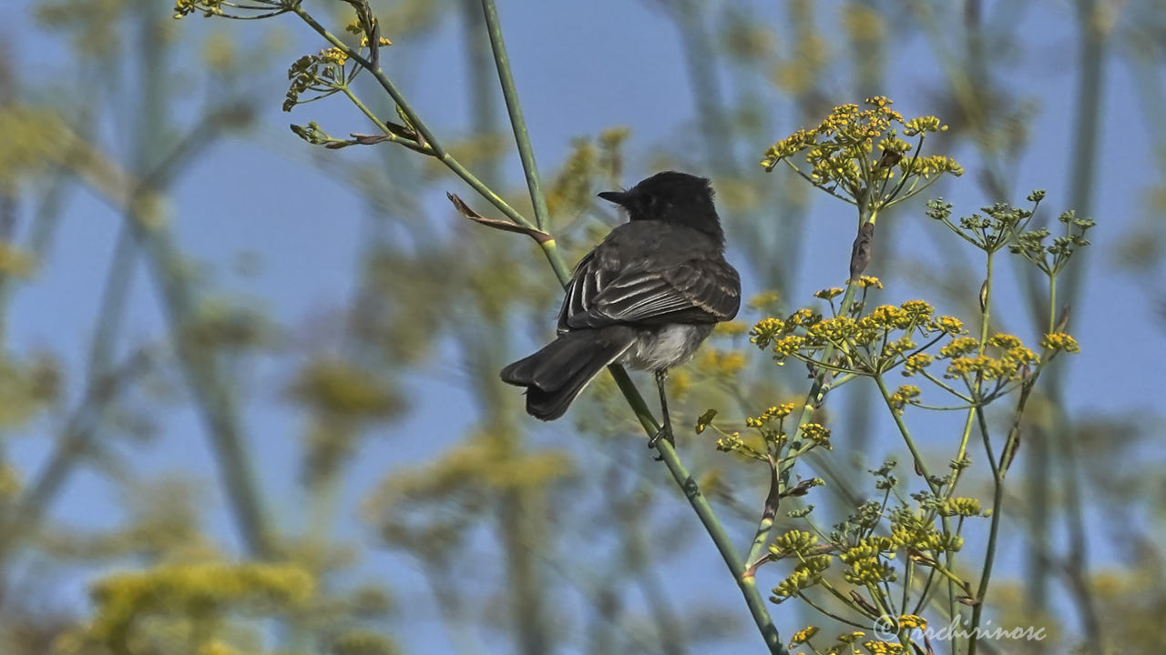 Black phoebe