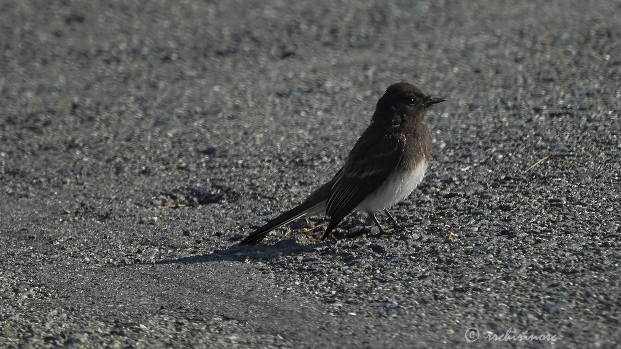 Black phoebe