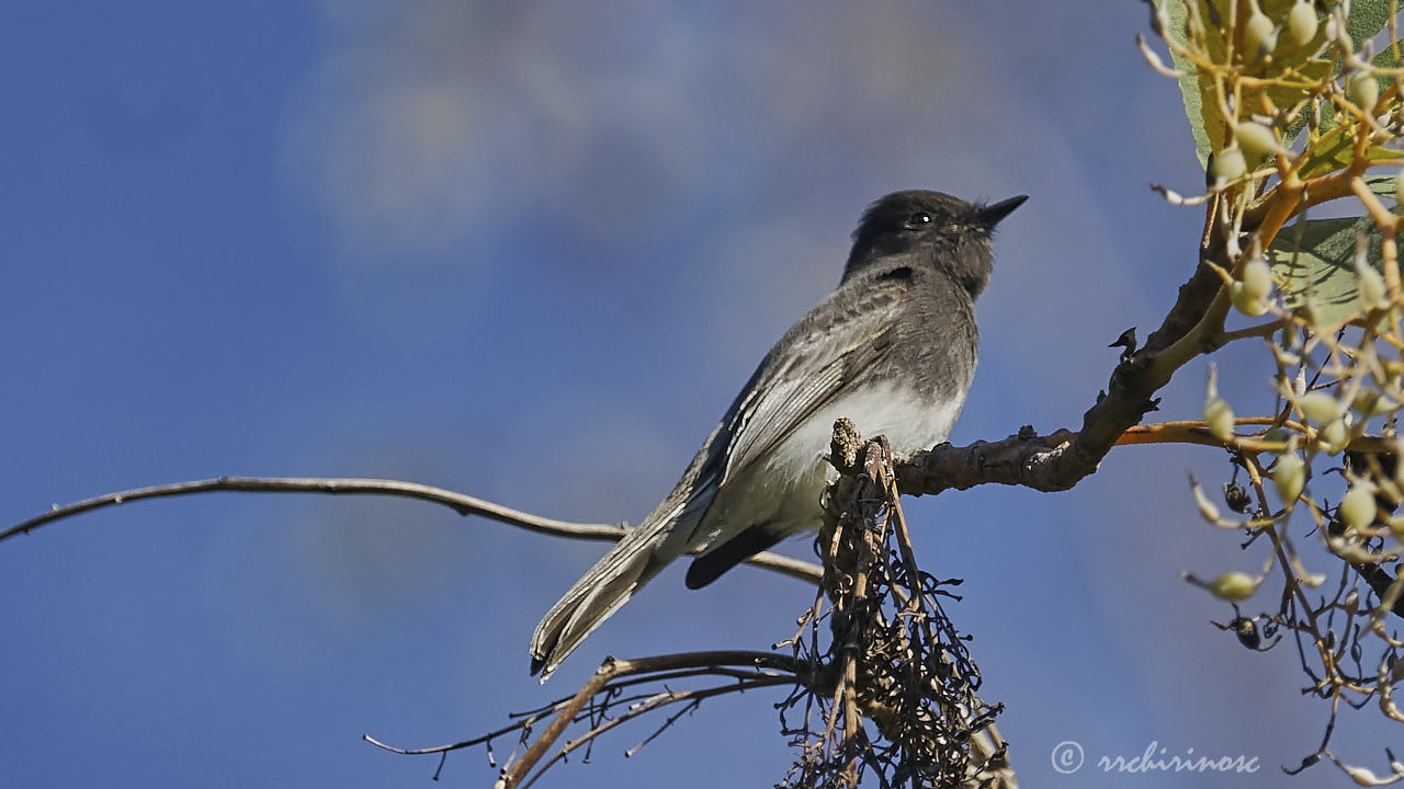 Black phoebe