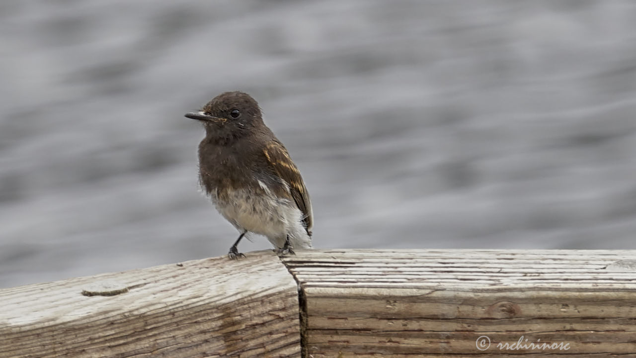 Black phoebe