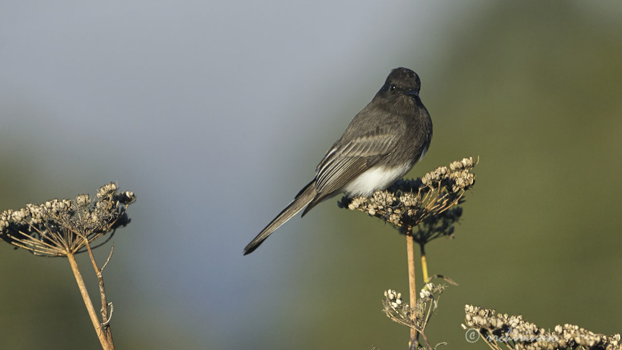 Black phoebe