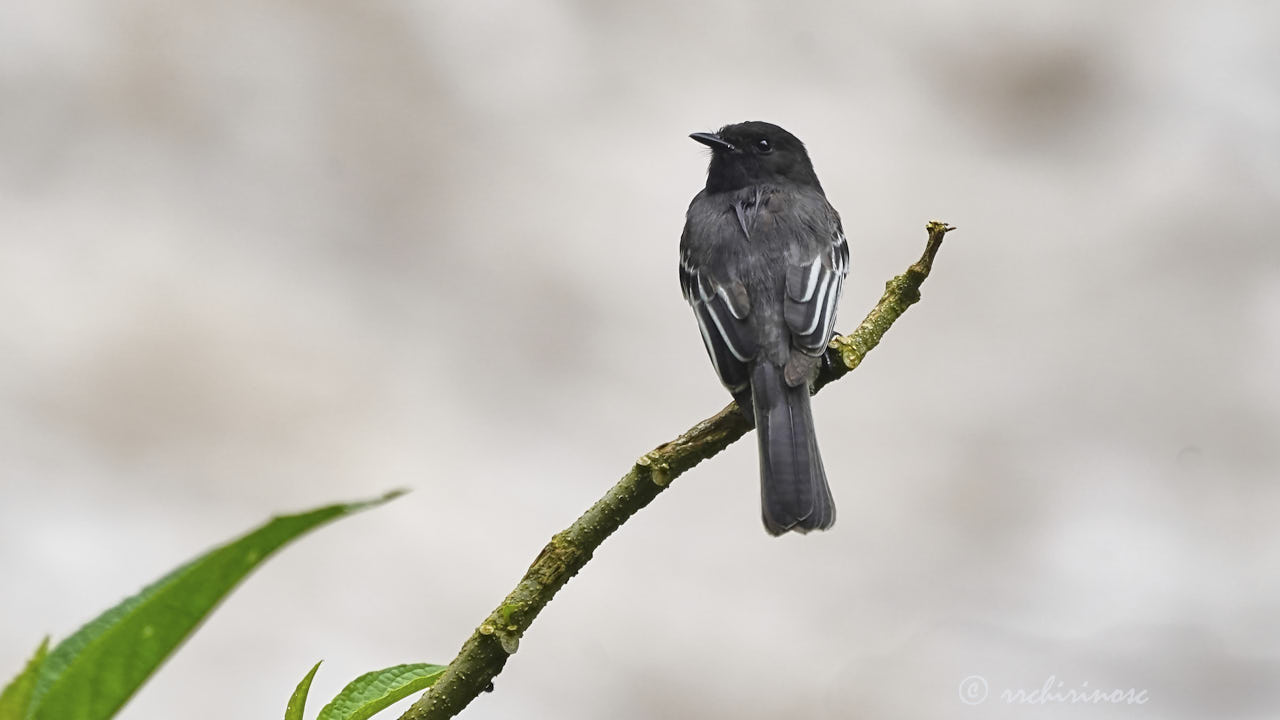 Black phoebe