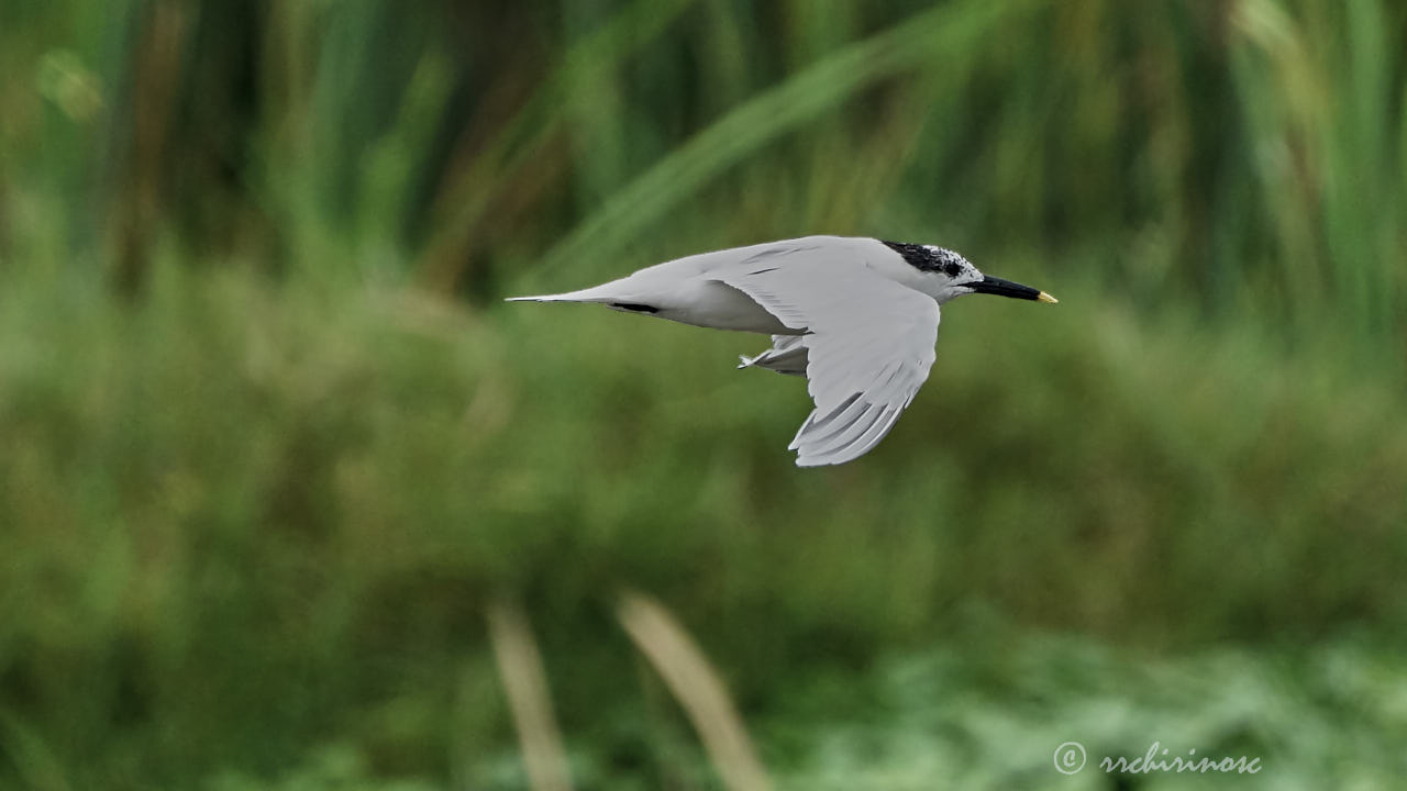 Sandwich tern