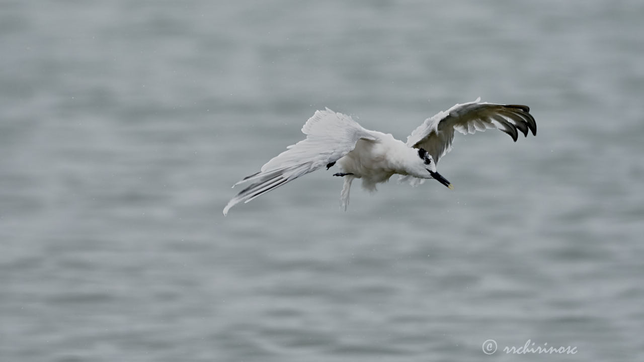 Sandwich tern