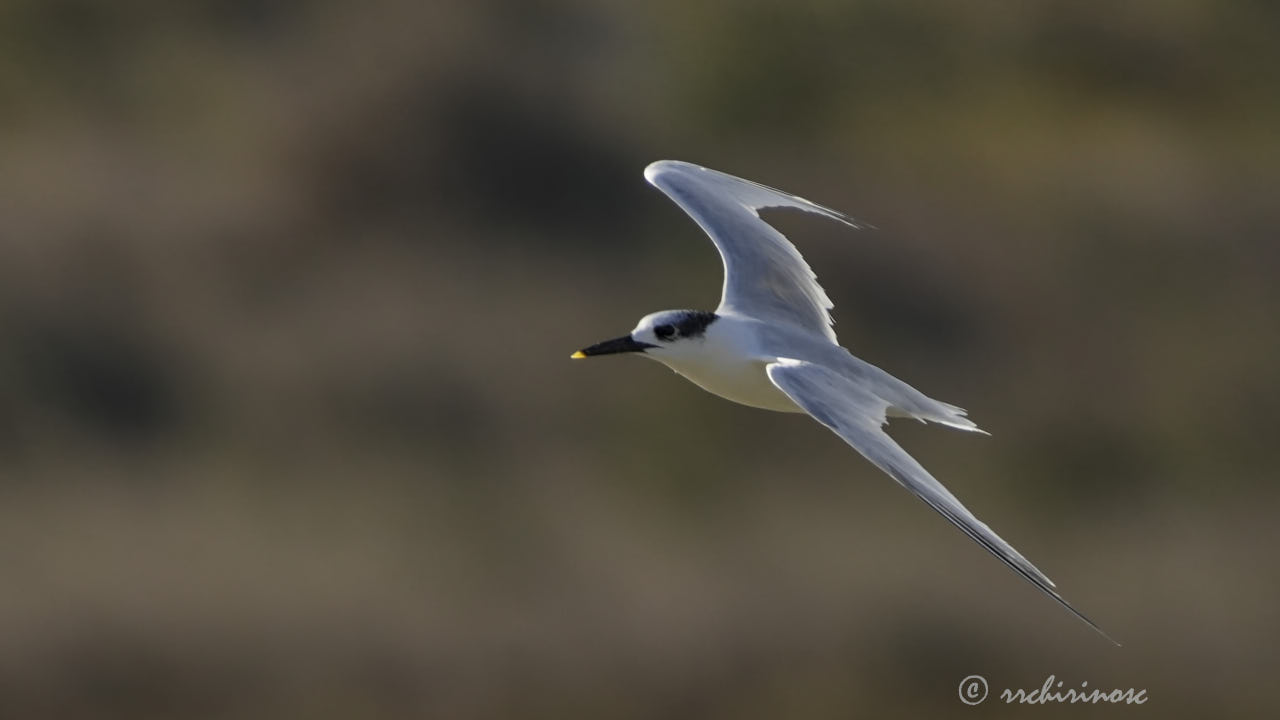 Sandwich tern