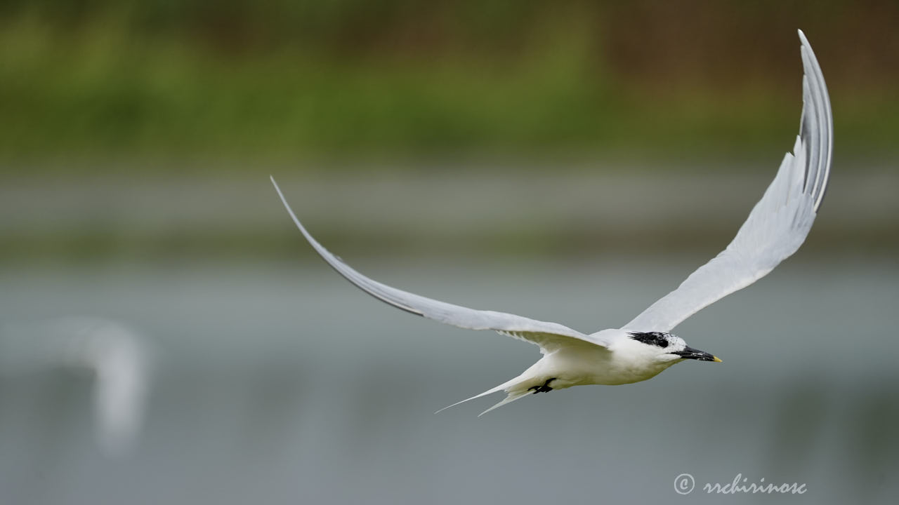 Sandwich tern