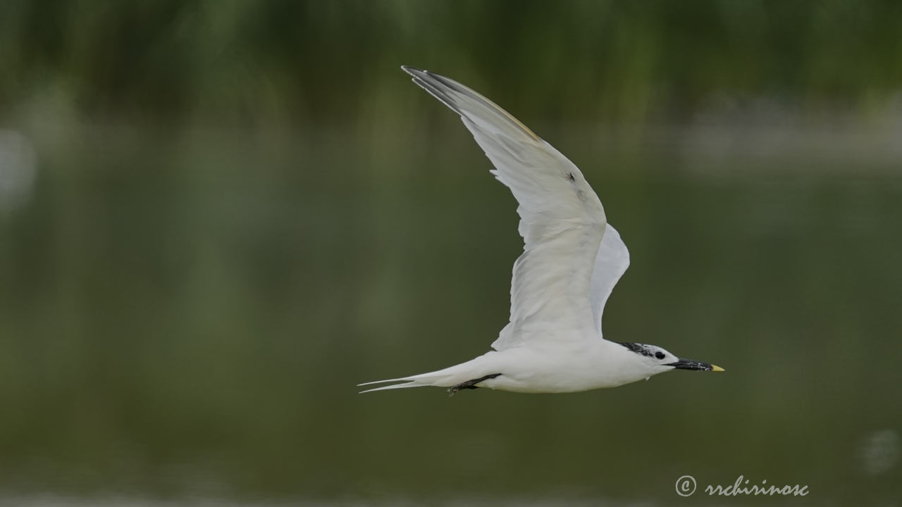 Sandwich tern