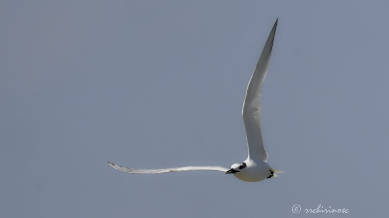 Sandwich tern