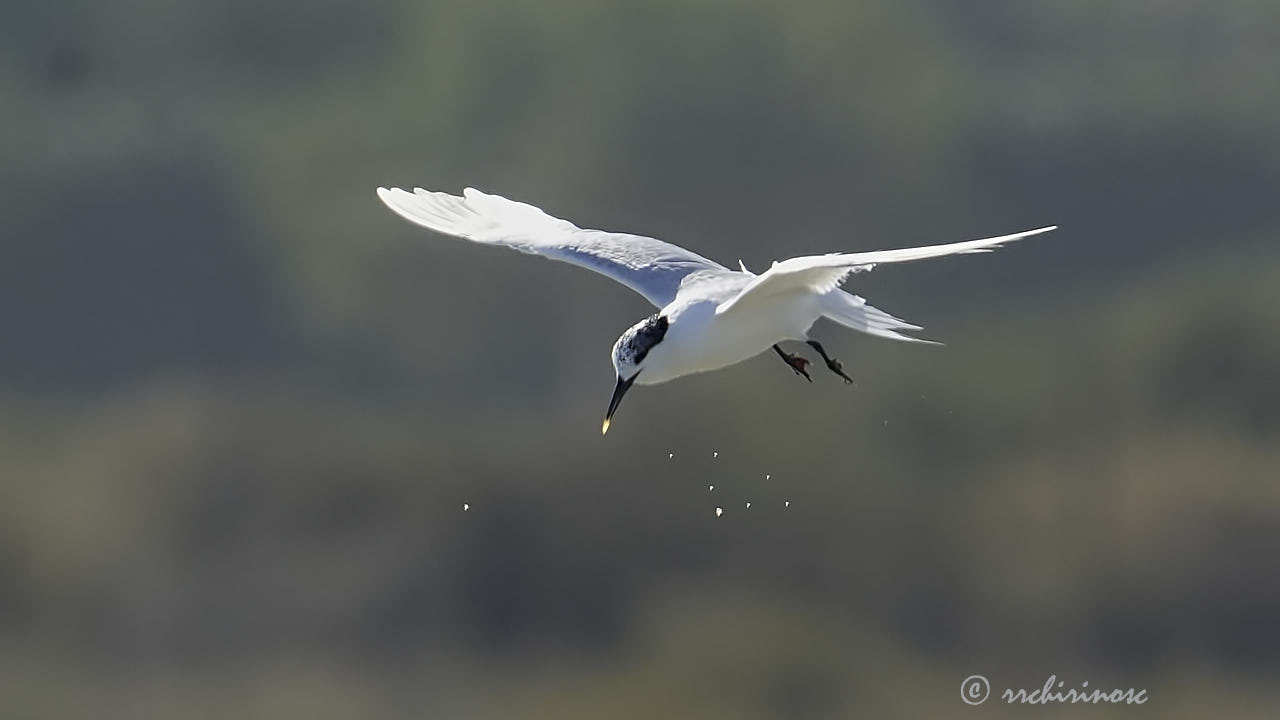 Sandwich tern