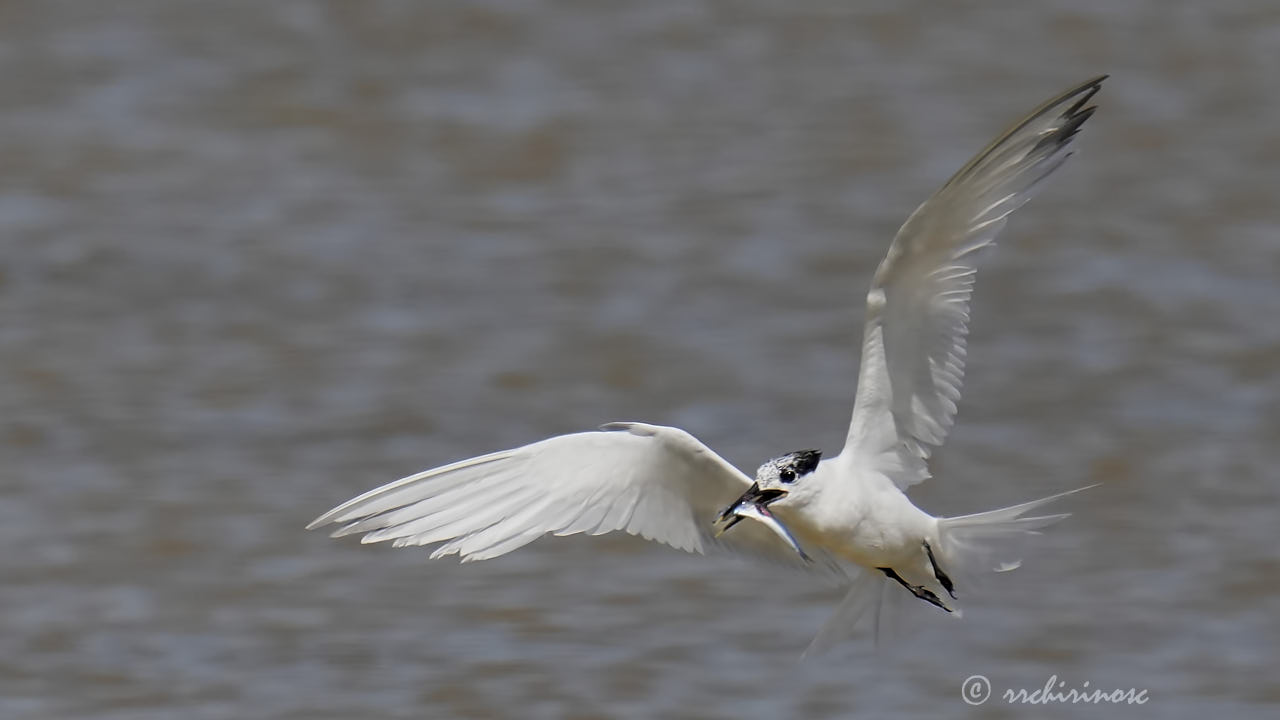 Sandwich tern