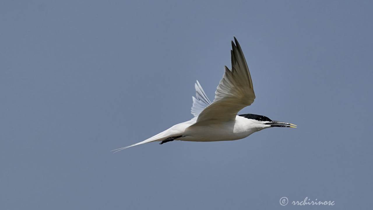 Sandwich tern