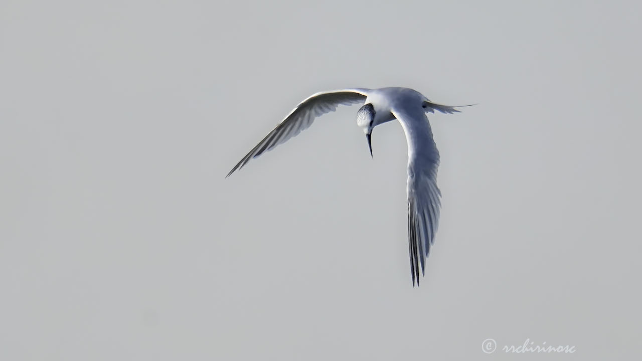 Sandwich tern