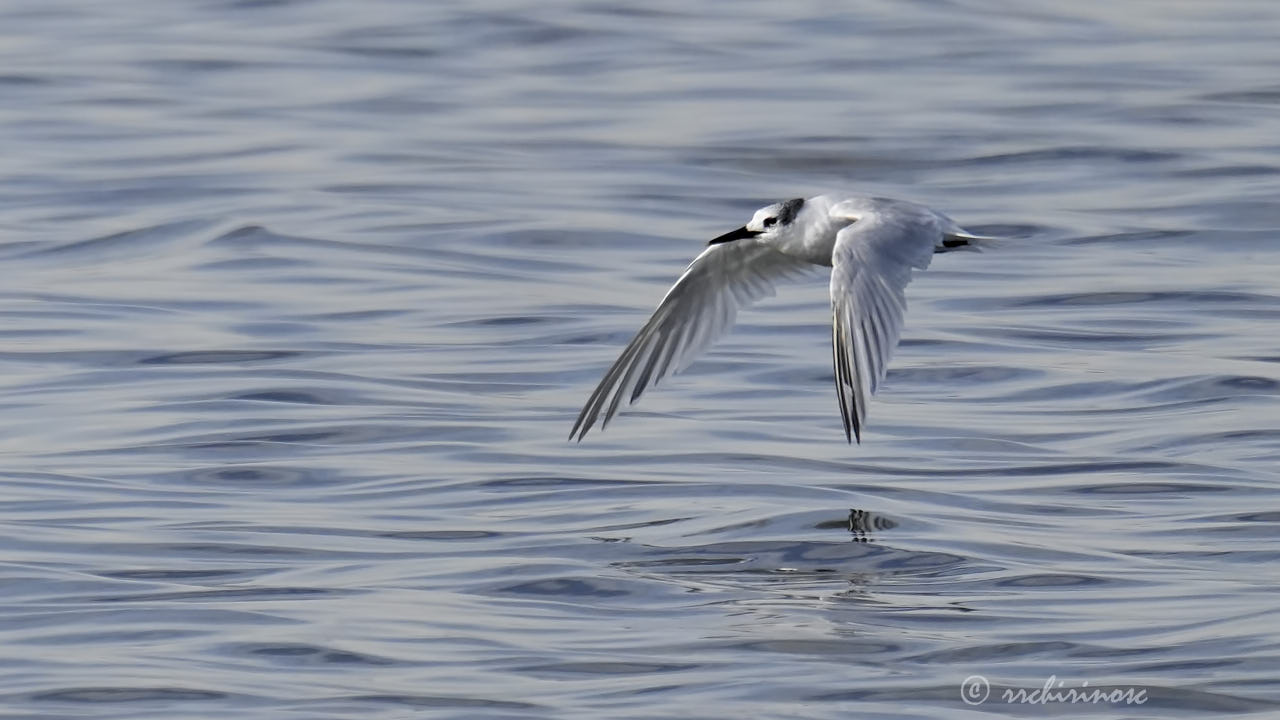 Sandwich tern