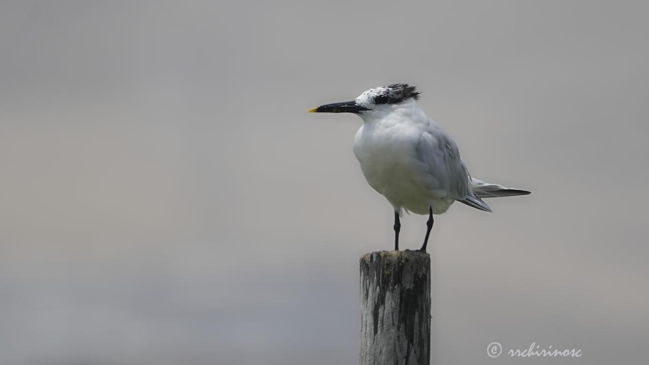 Sandwich tern