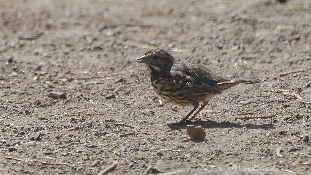 Savannah sparrow