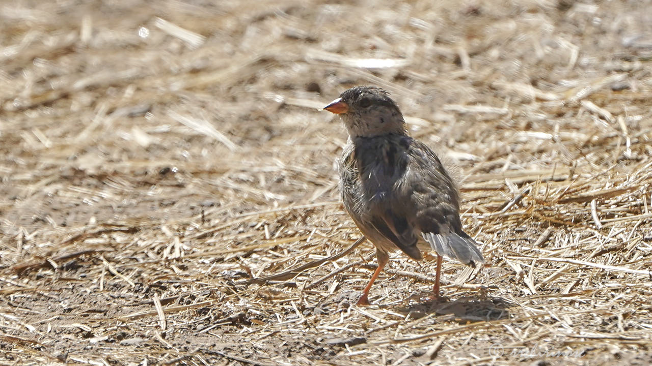 Savannah sparrow