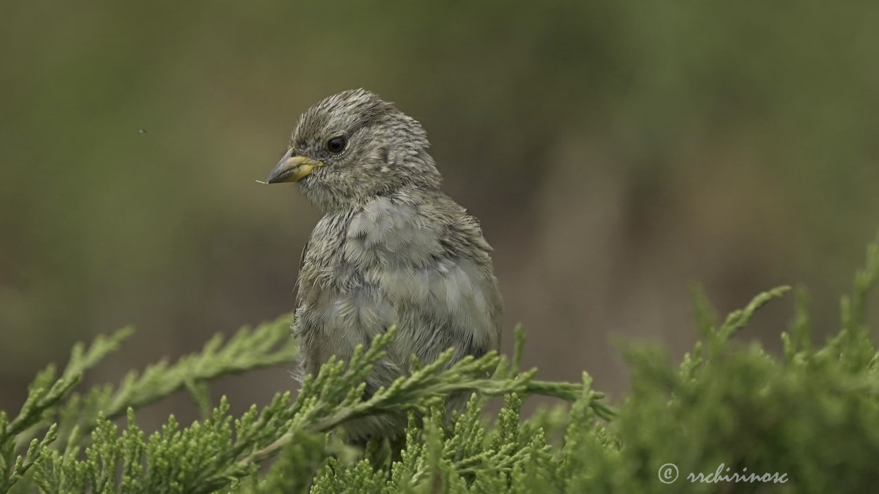 Savannah sparrow