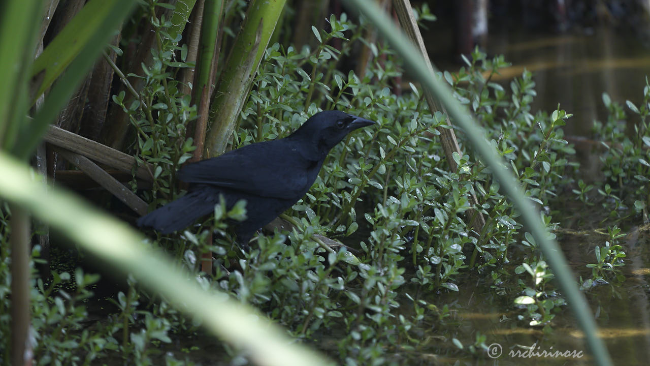 Scrub blackbird