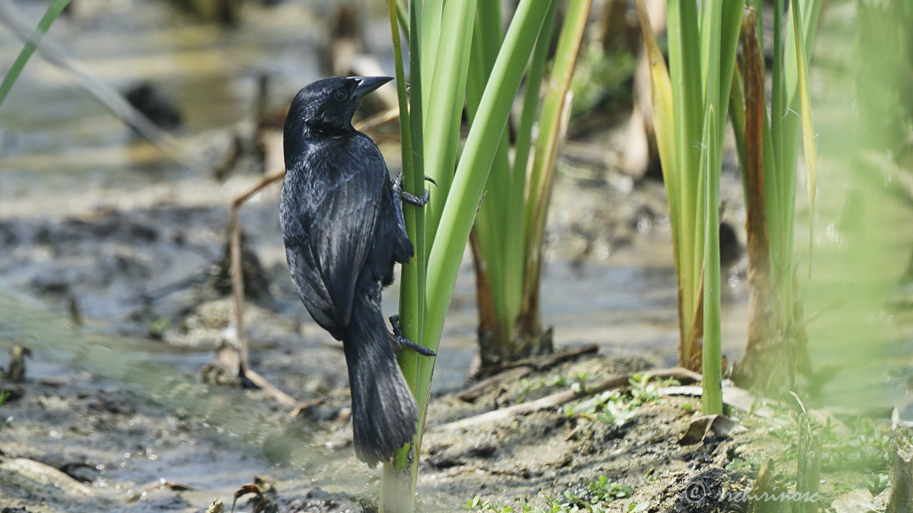 Scrub blackbird