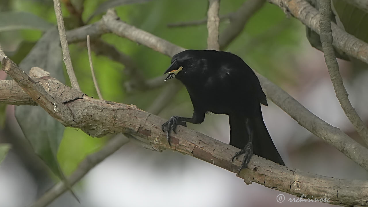 Scrub blackbird