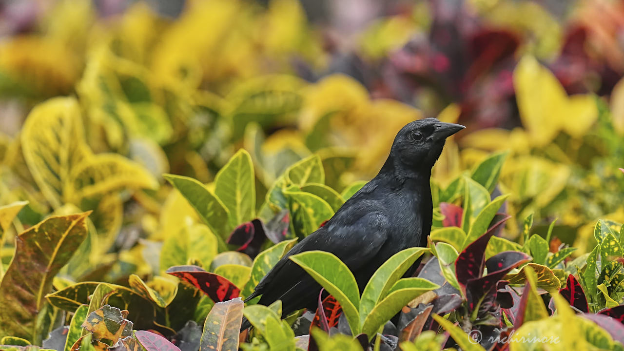 Scrub blackbird