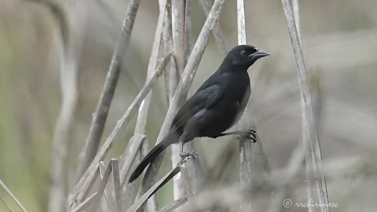 Scrub blackbird