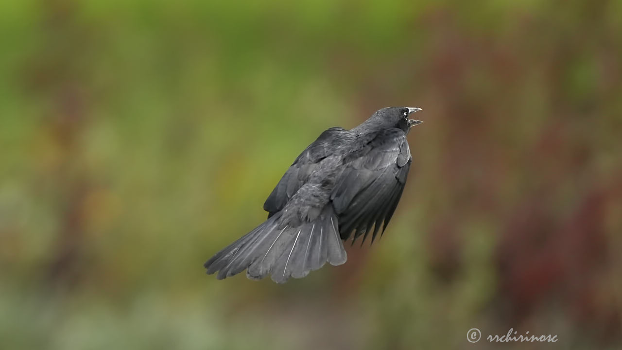 Scrub blackbird