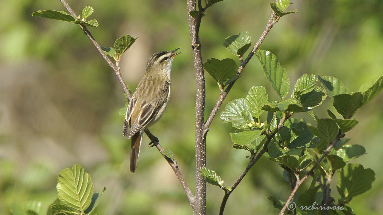 Sedge warbler