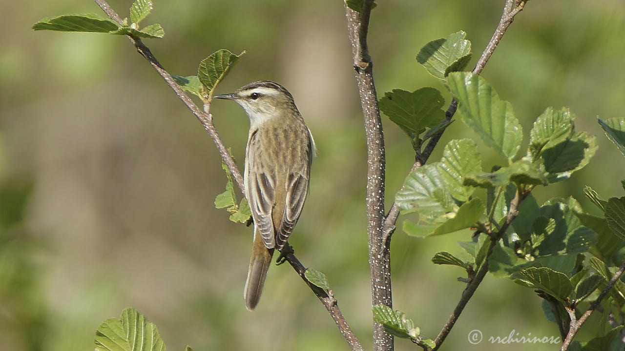 Sedge warbler