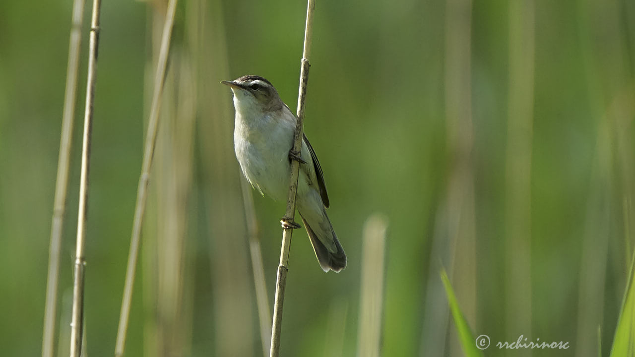 Sedge warbler