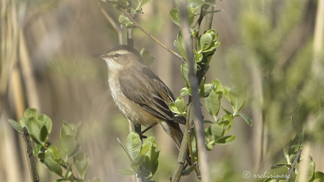 Sedge warbler