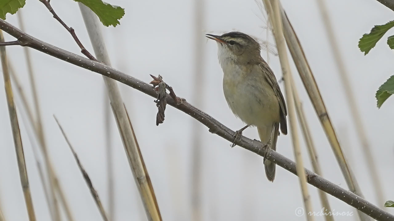 Sedge warbler