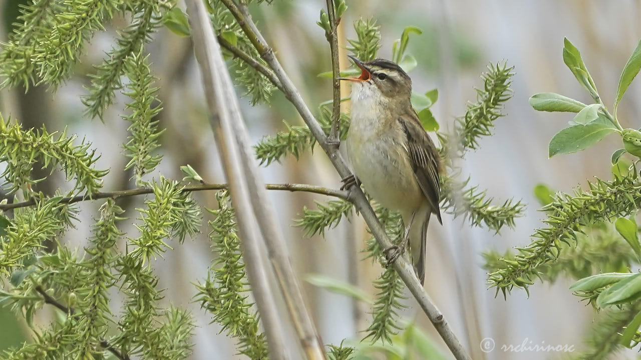 Sedge warbler