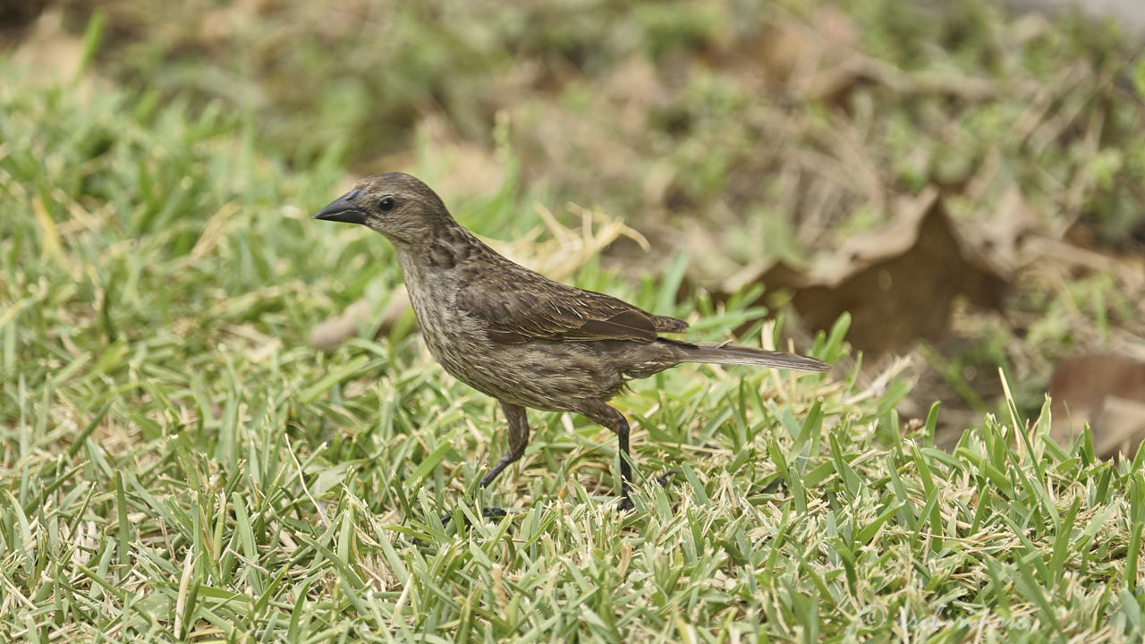 Shiny cowbird