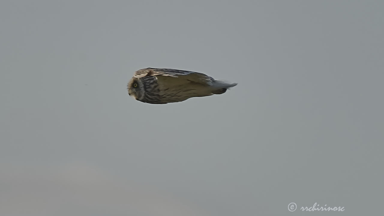 Short-eared owl