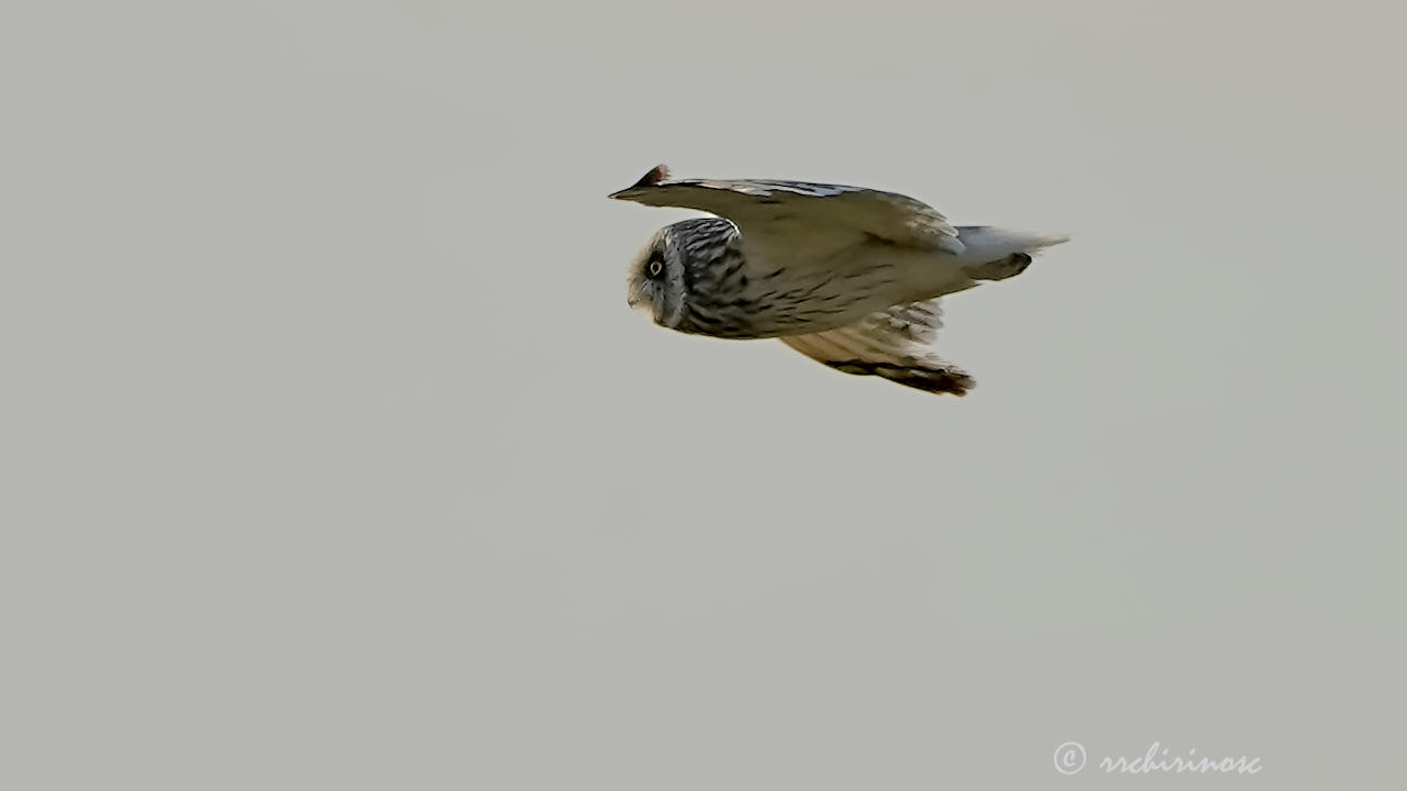 Short-eared owl