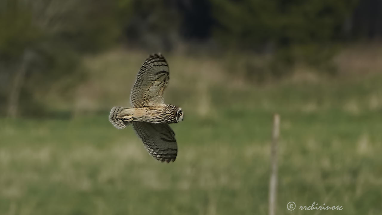 Short-eared owl