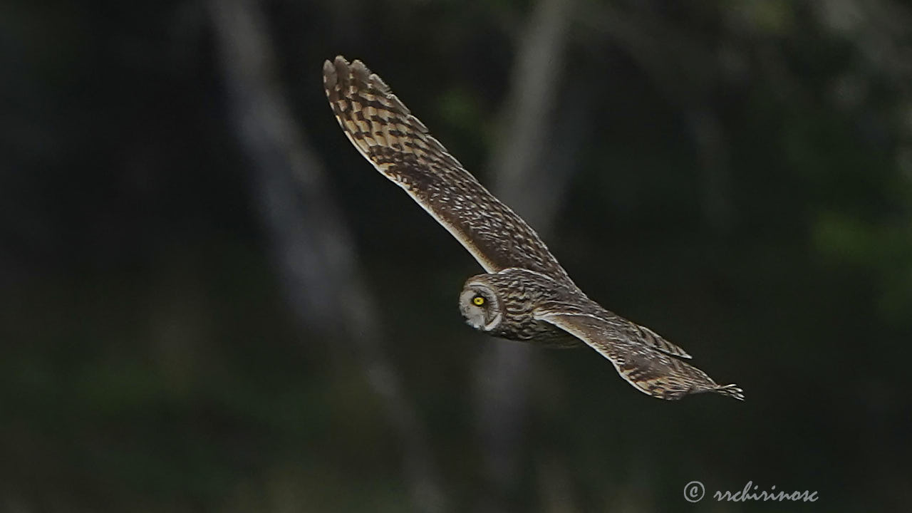 Short-eared owl