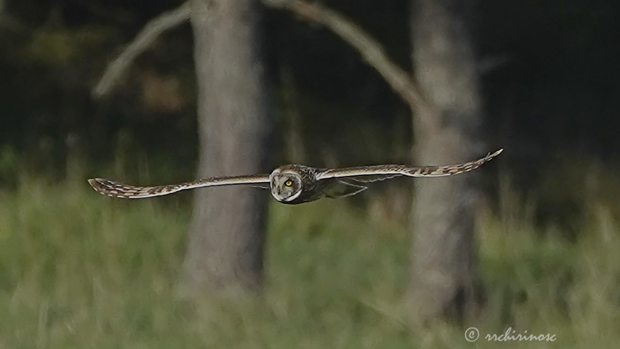 Short-eared owl