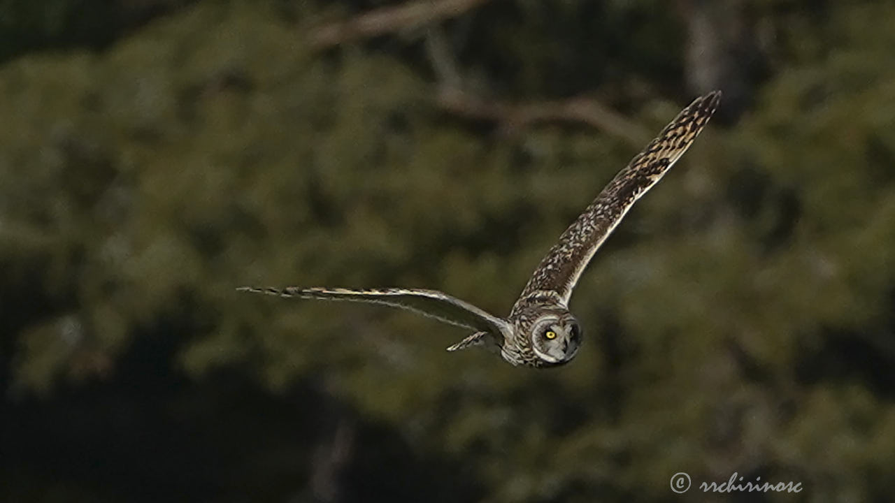 Short-eared owl