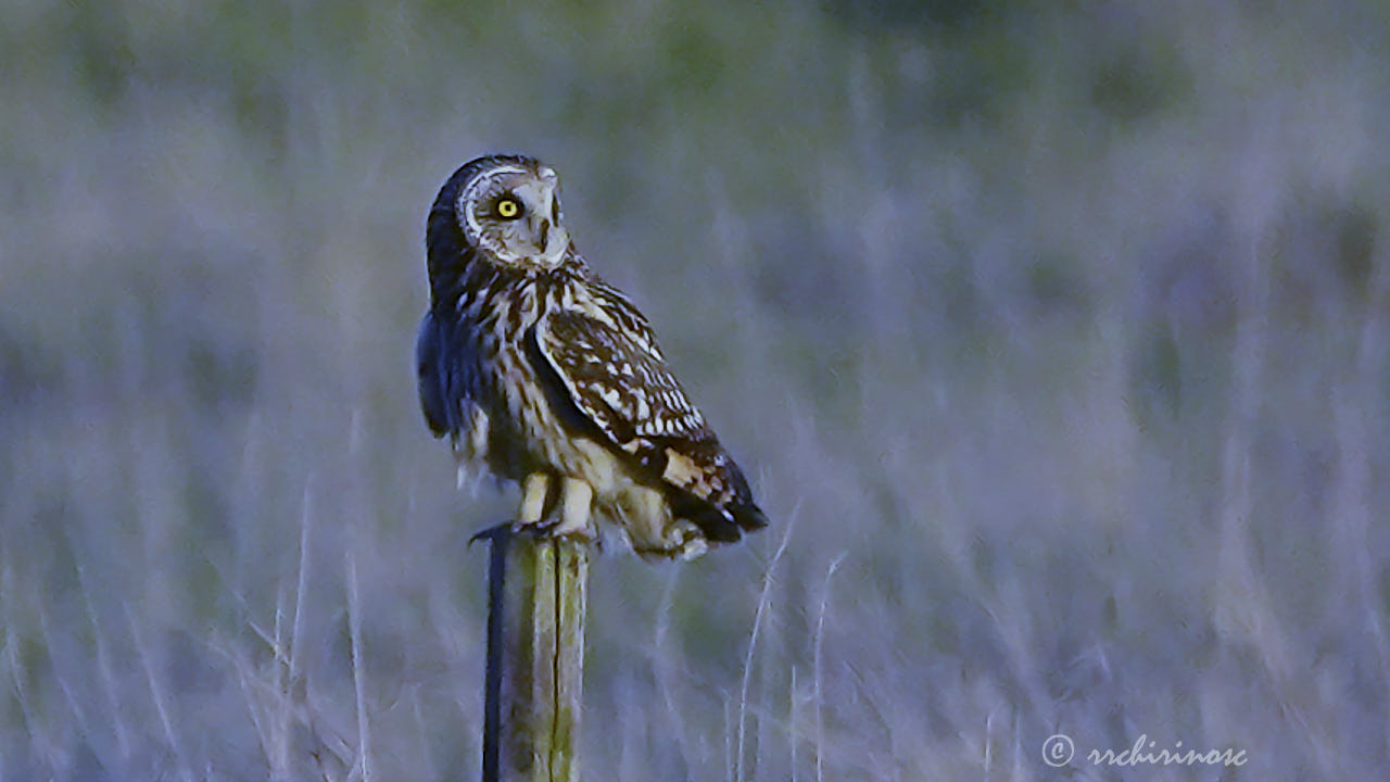 Short-eared owl