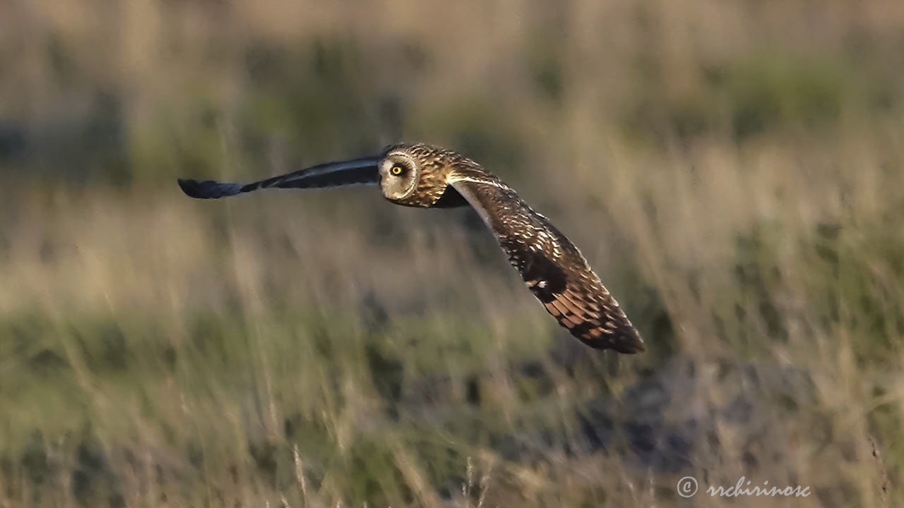 Short-eared owl