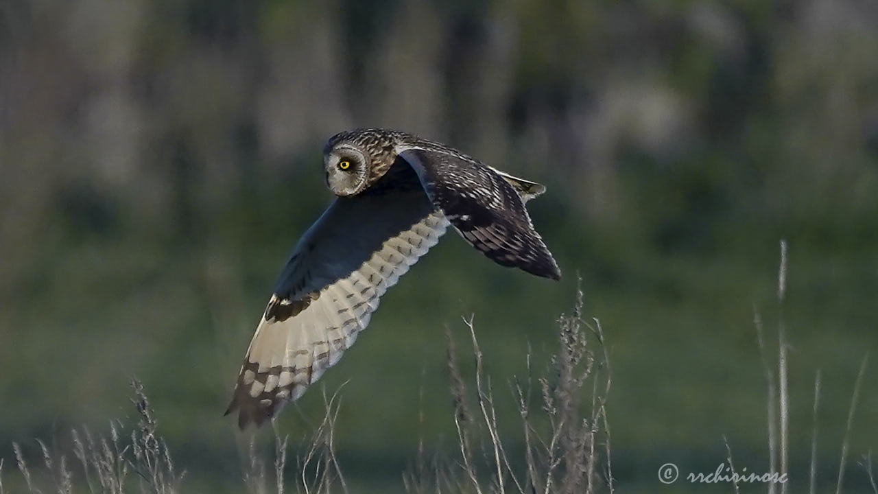 Short-eared owl