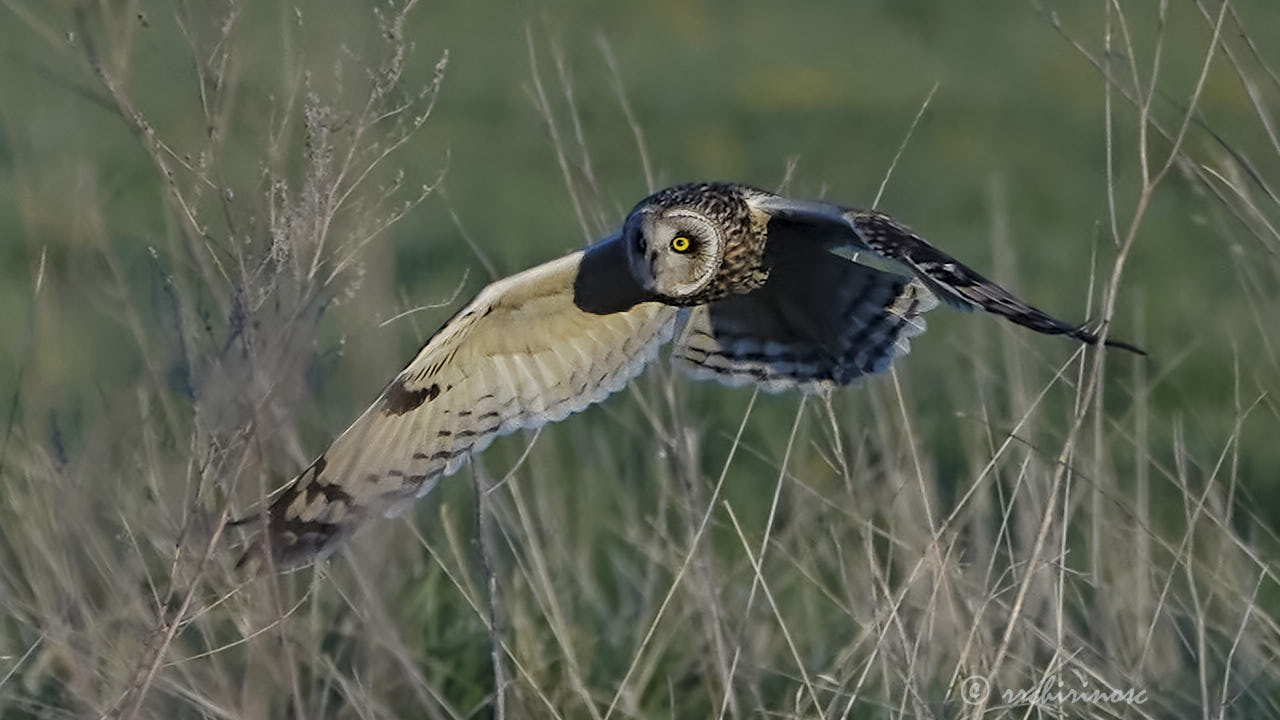 Short-eared owl