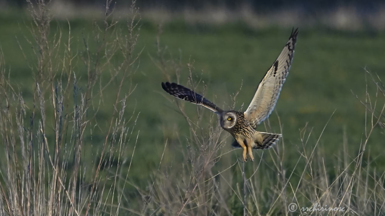 Short-eared owl