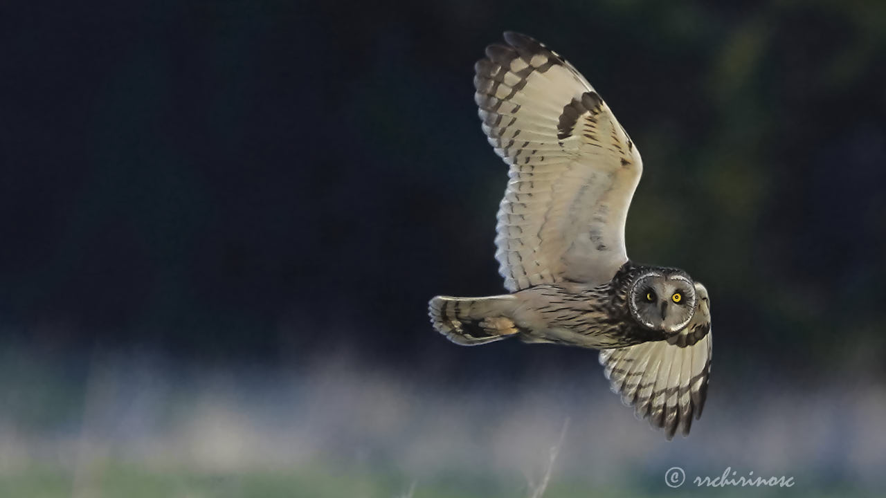 Short-eared owl