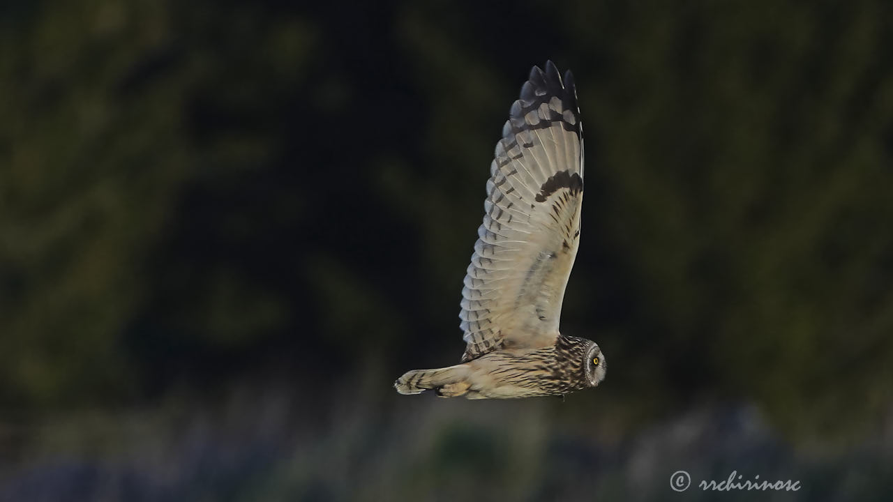 Short-eared owl