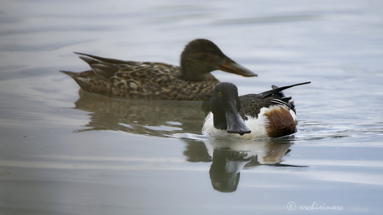 Northern shoveler